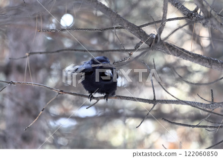Crow in a winter park. Birdwatching in the city. 122060850