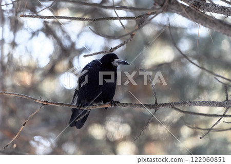 Crow in a winter park. Birdwatching in the city. 122060851