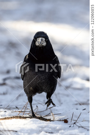 Crow in a winter park. Birdwatching in the city. Crow in a winter park. Birdwatching in the city. 122060855