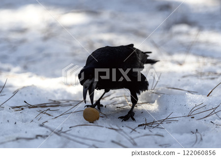 Crow in a winter park. Birdwatching in the city. Crow in a winter park. Birdwatching in the city. 122060856