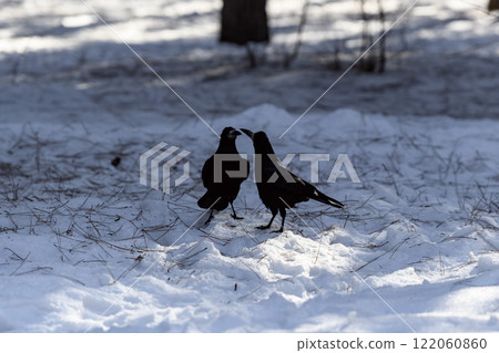 Crow in a winter park. Birdwatching in the city. Crow in a winter park. Birdwatching in the city. 122060860