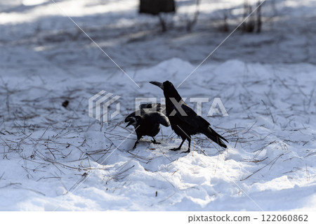 Crow in a winter park. Birdwatching in the city. 122060862