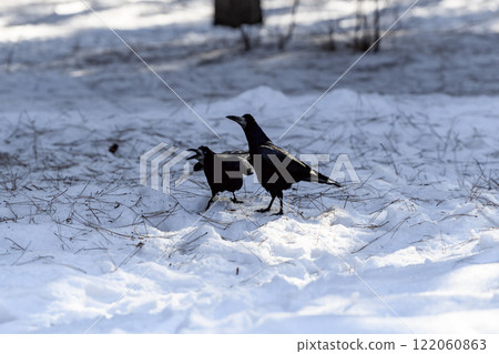 Crow in a winter park. Birdwatching in the city. 122060863
