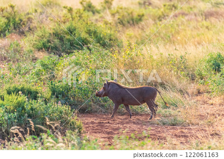 Warthogs in Samburu National reserve Warthogs in Samburu National reserve 122061163
