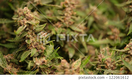 A CloseUp View of Cannabis Buds Flourishing in a Lush Green Field of Vegetation 122061612