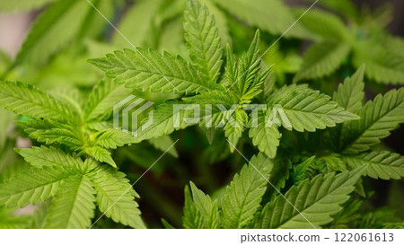 A CloseUp View of Lush and Vibrant Green Cannabis Leaves Shimmering in Natural Light 122061613