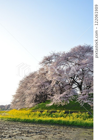 梶川洪水紀念公園的櫻花和油菜花(新潟縣) 梶川洪水紀念公園的櫻花和油菜花(新潟縣) 122061989