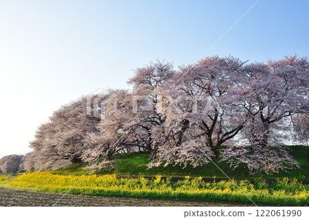 梶川洪水紀念公園的櫻花和油菜花（新潟縣） 122061990