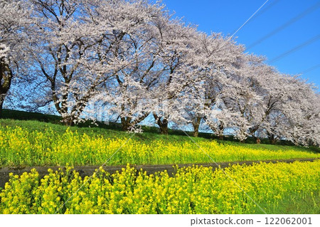 梶川洪水紀念公園的櫻花和油菜花(新潟縣) 梶川洪水紀念公園的櫻花和油菜花(新潟縣) 122062001