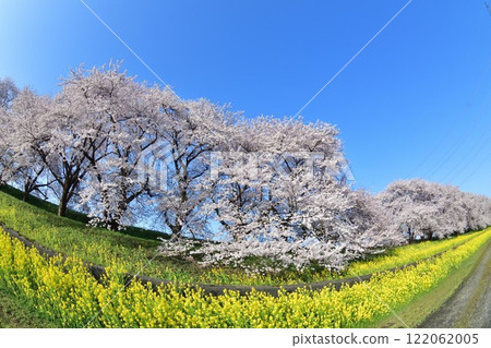 Cherry blossoms and rape blossoms at Kajigawa River Control Memorial Park (Niigata Prefecture) 122062005