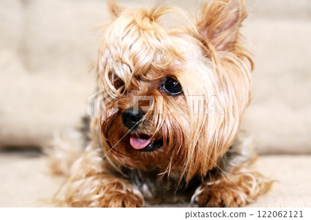 A Cunning Little Dog 122062121