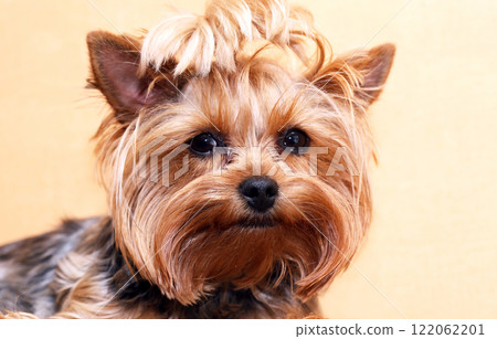 A Sad Little Dog 122062201