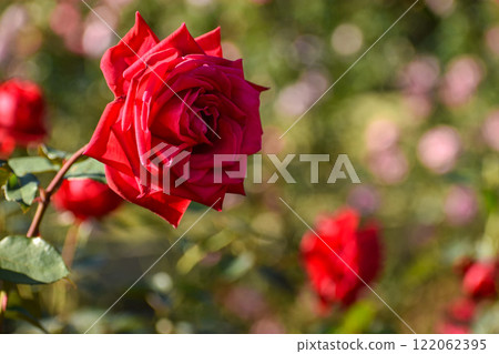 明亮的紅色秋天玫瑰 明亮的紅色秋天玫瑰 122062395