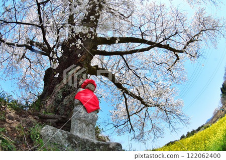 Hyuga's Jizo Cherry Blossoms (Fukushima Prefecture) Hyuga's Jizo Cherry Blossoms (Fukushima Prefecture) 122062400