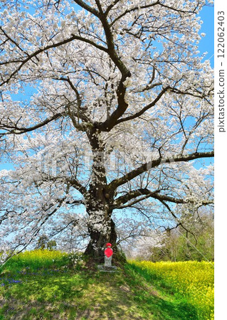 Hyuga's Jizo Cherry Blossoms (Fukushima Prefecture) 122062403
