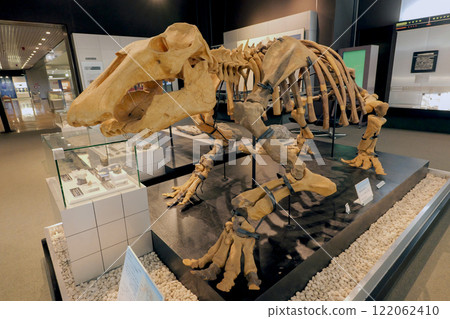 Dinosaur Paleoparadoxia complete skeleton, Morioka, Iwate Prefecture 122062410