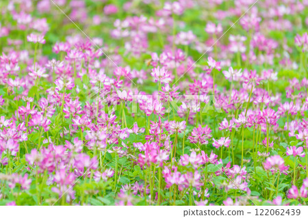 Flower garden of Rangenso 122062439