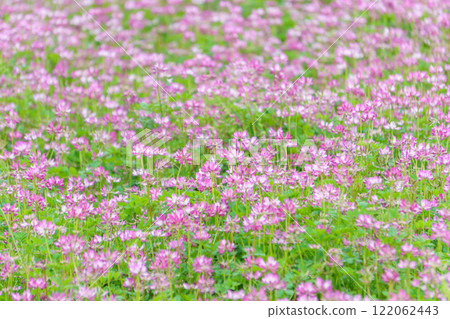 Flower garden of Rangenso 122062443