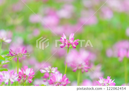 Flower garden of Rangenso 122062454