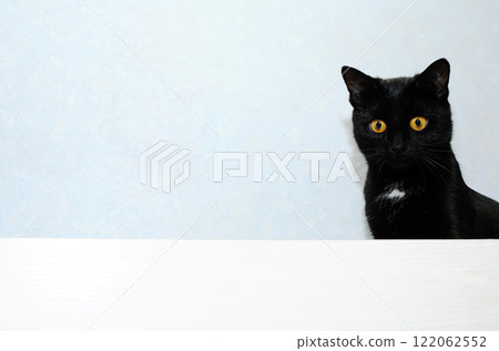 Curious Cat Curious Cat 122062552