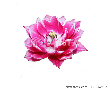 Red Flower 122062554