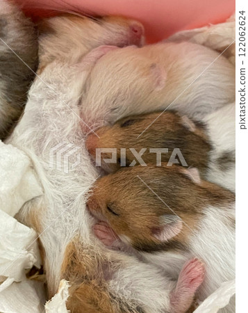 Golden newborn hamster with mother. Baby animals 10 days old 122062624