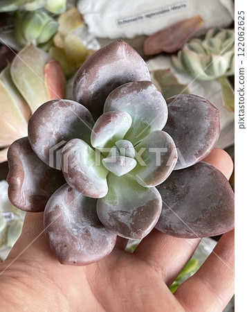 Echeveria Raon or Laon from Asian parcel Echeveria Raon or Laon from Asian parcel 122062625