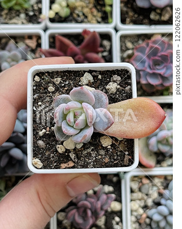 Small rosette Echeveria Monroe on orange leaf. Succulent propagation from leaves Small rosette Echeveria Monroe on orange leaf. Succulent propagation from leaves 122062626