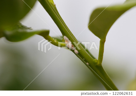 Planococcus citri, commonly known as the citrus mealybug on lemon plant 122062631