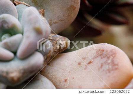 Succulent Plant Pests and Diseases, leaf close up 122062632