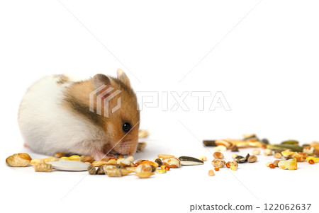 Domestic hamster eating seeds on white background 122062637