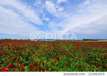 [石川縣] 盛開的紅三葉草（向日葵之鄉） 122062659