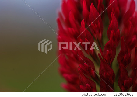 [Ishikawa Prefecture] Close-up of crimson clover (Himawari Village) 122062663