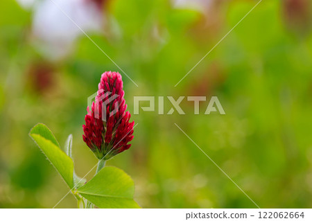 [Ishikawa Prefecture] Crimson clover in full bloom (Himawari Village) 122062664