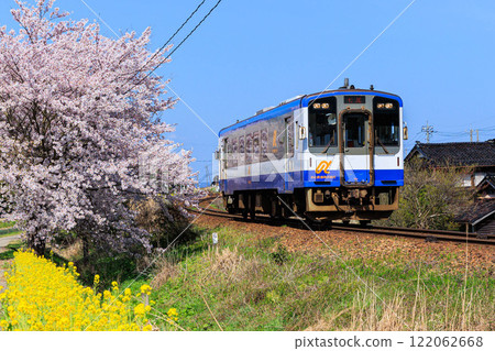 [石川縣] 穿越櫻花和油菜花盛開的列車 122062668