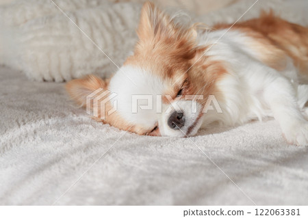 Chihuahua puppy sleeping on a white blanket Chihuahua puppy sleeping on a white blanket 122063381