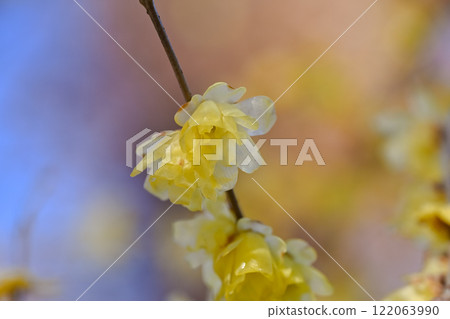 Wintersweet flowers were blooming 122063990