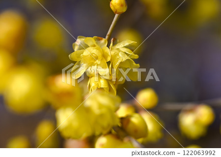 Wintersweet flowers were blooming 122063992