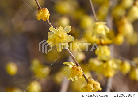 柔白的花兒正盛開 柔白的花兒正盛開 122063997