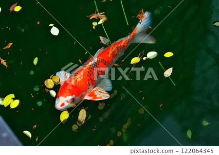 Lord of the pond Lord of the pond 122064345