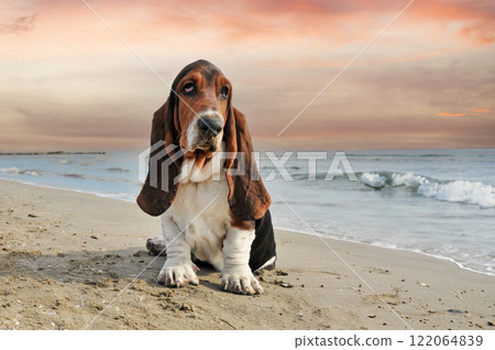 basset hound on the beach basset hound on the beach 122064839