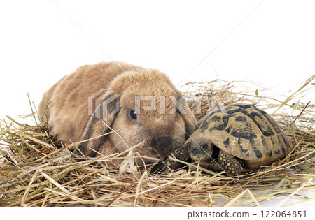 rabbit and turtle in studio 122064851