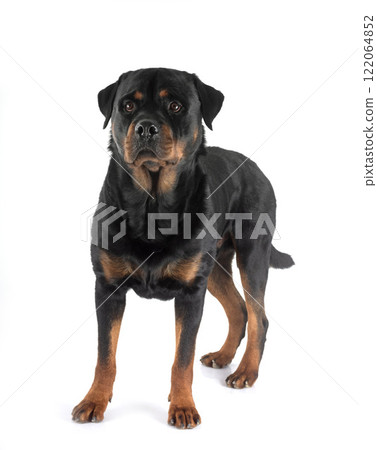 rottweiler in studio 122064852