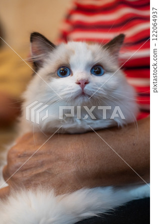 Cute, small Ragdoll cat being held by its owner. 4 months old 122064937