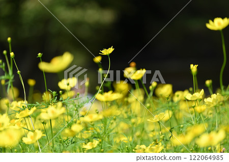 Yellow flower 122064985