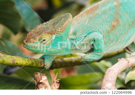 Chameleon perched on a branch. Madagascar Chameleon perched on a branch. Madagascar 122064996