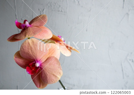 Phalaenopsis orchid Phalaenopsis orchid 122065003