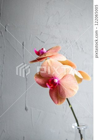 Phalaenopsis orchid  122065005