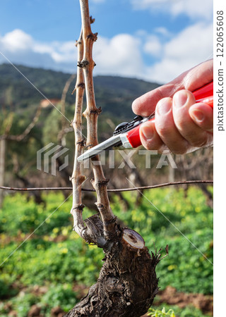 Farmer pruning the vine in winter. Agriculture. 122065608