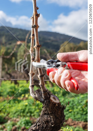 Farmer pruning the vine in winter. Agriculture. Farmer pruning the vine in winter. Agriculture. 122065609